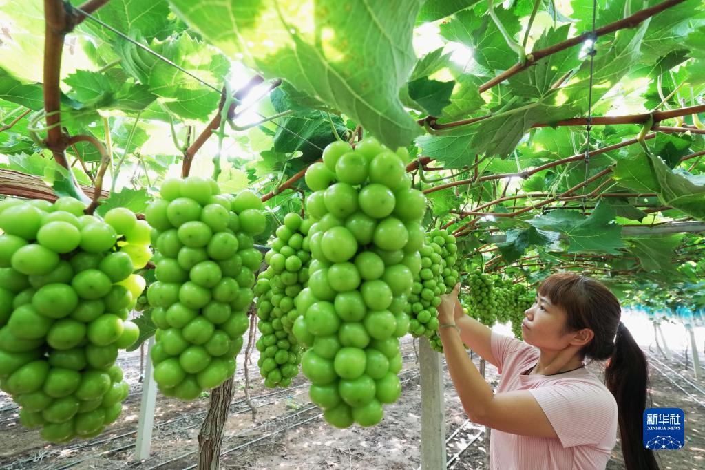 菠菜导航